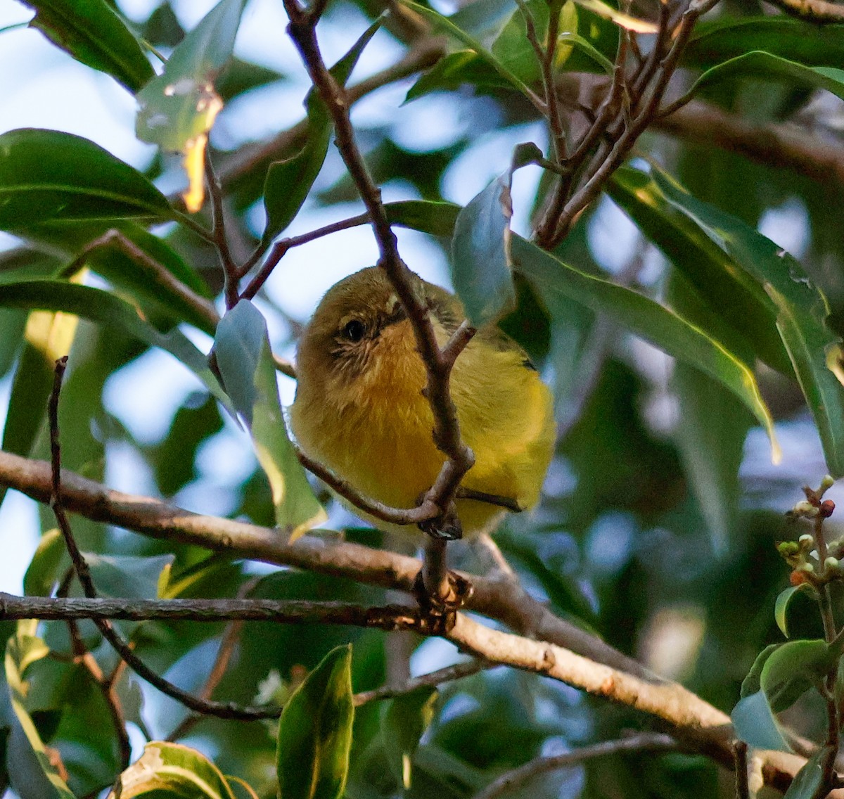 Yellow Thornbill - ML638309709