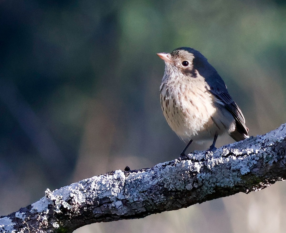 Rufous Whistler - ML638309710