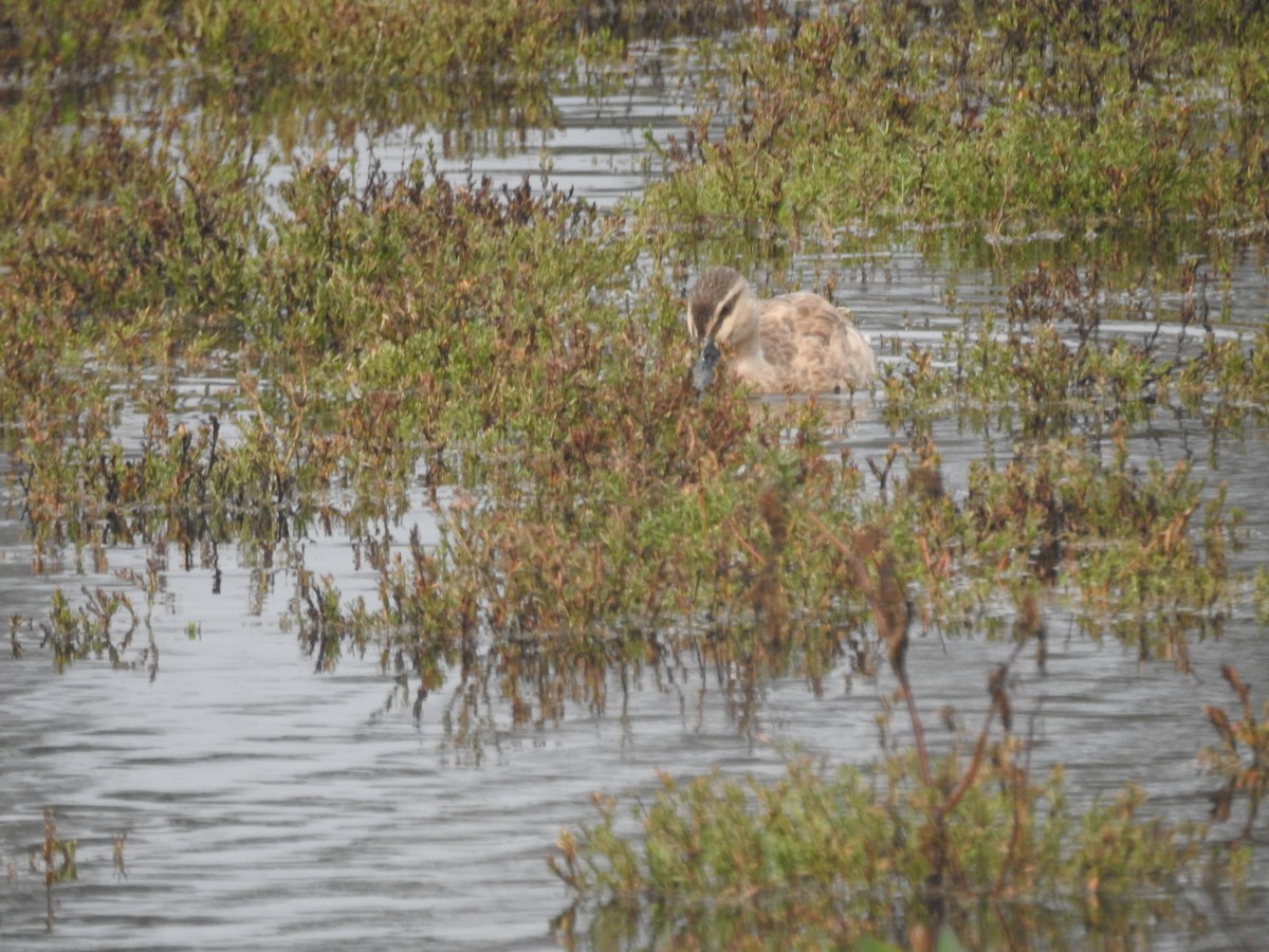Mallard x Pacific Black Duck (hybrid) - ML638309713