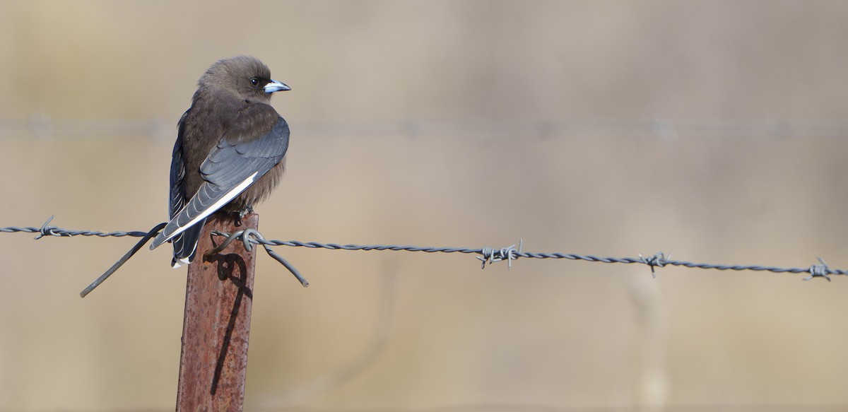Dusky Woodswallow - ML638309714