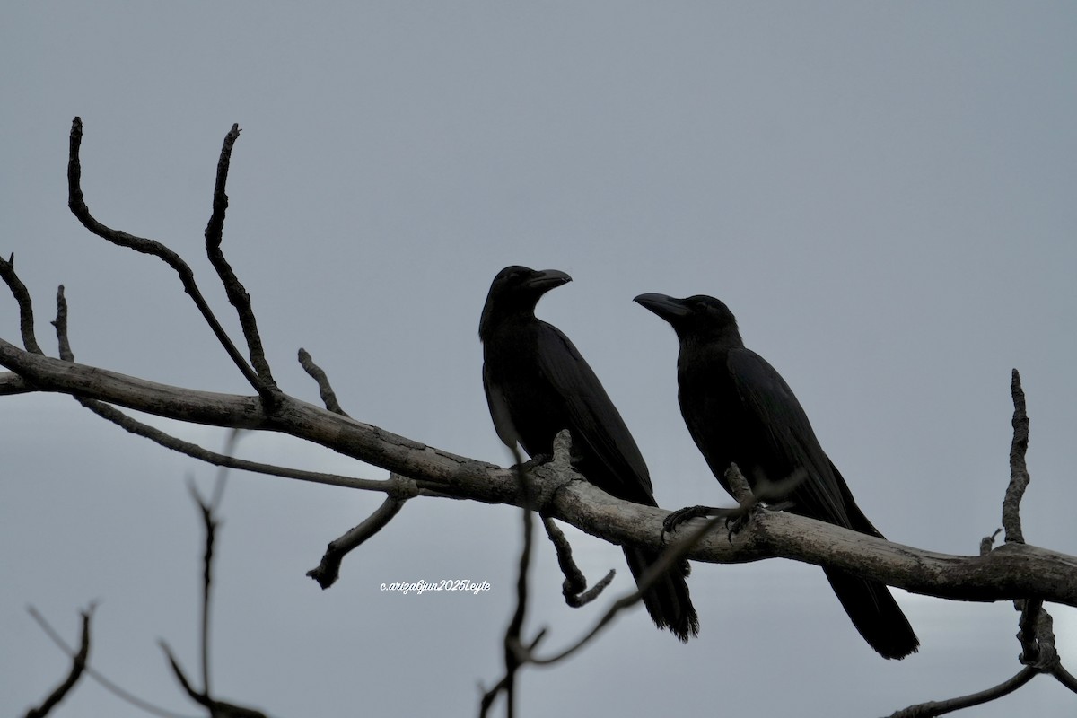 Philippine Jungle Crow - ML638309716