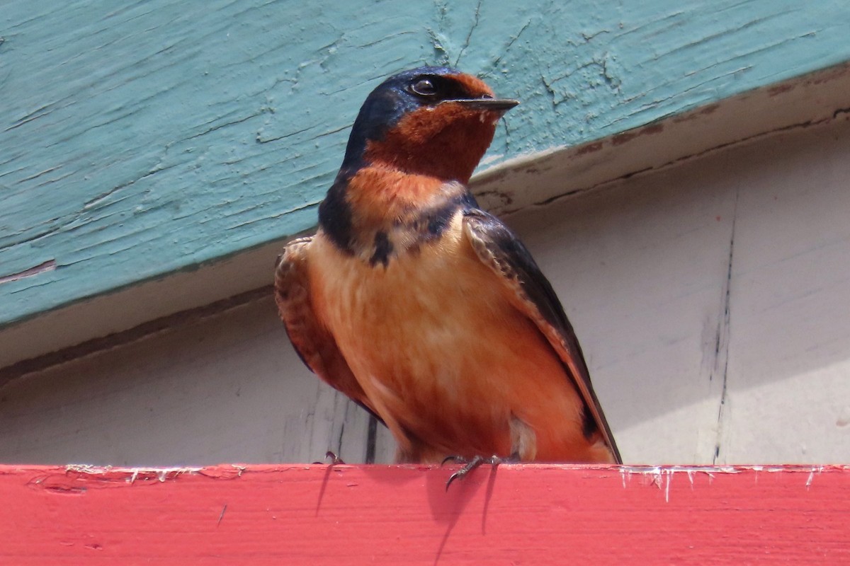 Barn Swallow - ML638309718