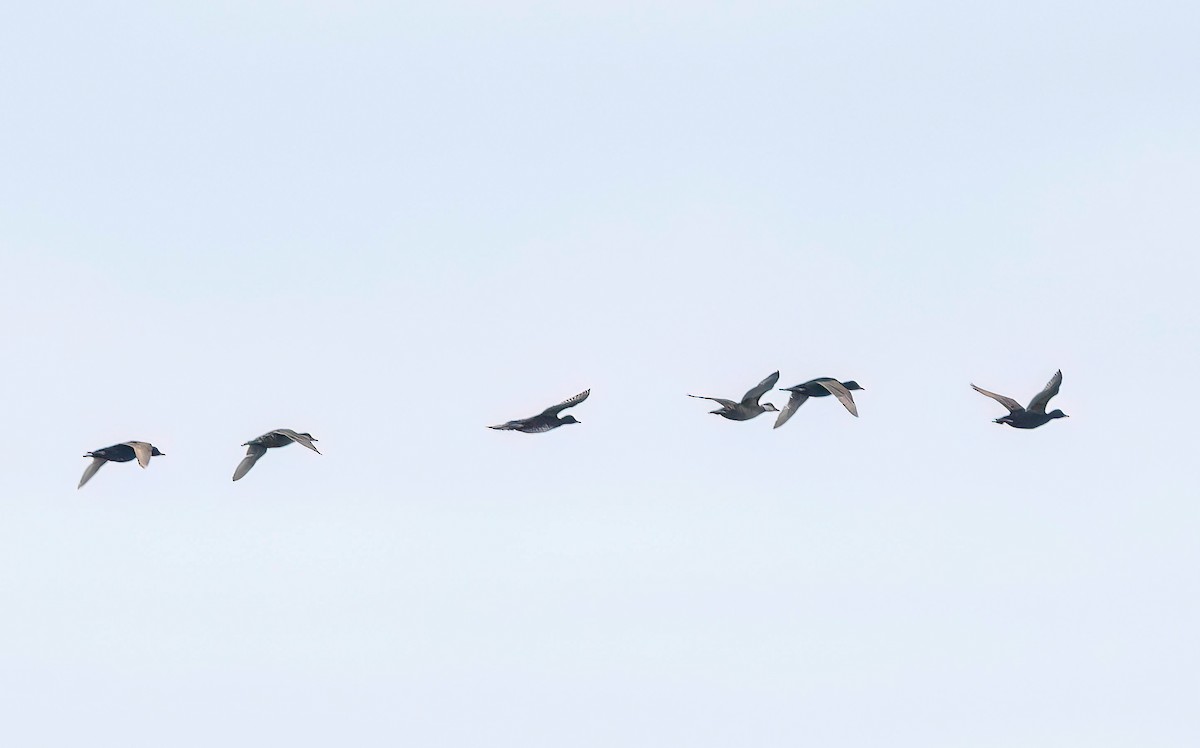 Common Scoter - ML638309721
