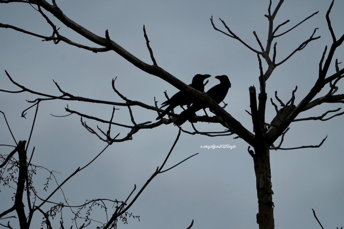 Philippine Jungle Crow - ML638309723