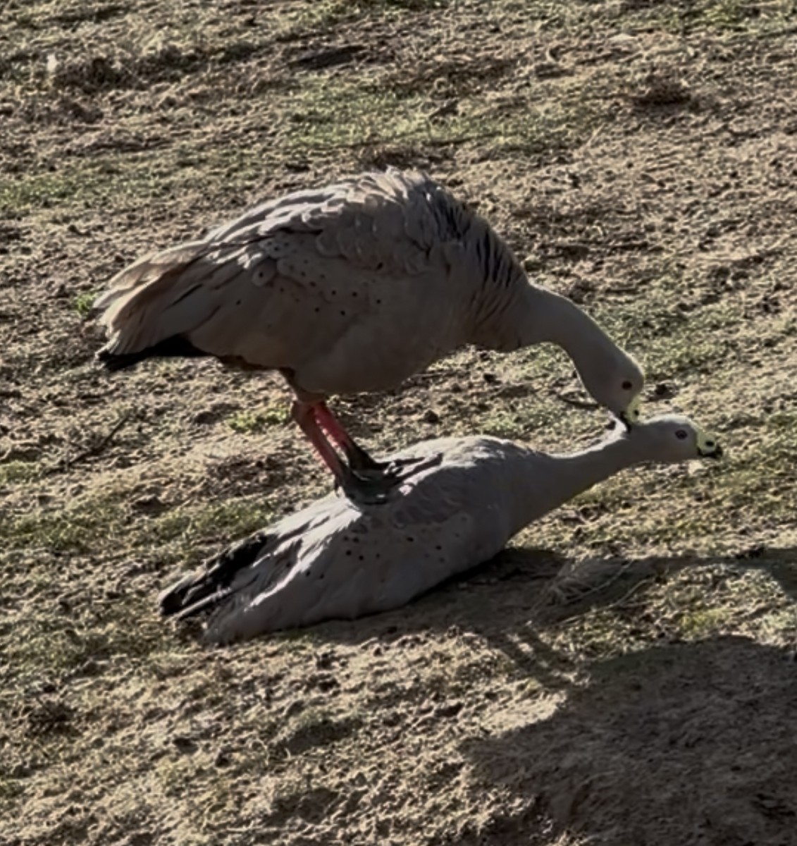 Cape Barren Goose - ML638309726