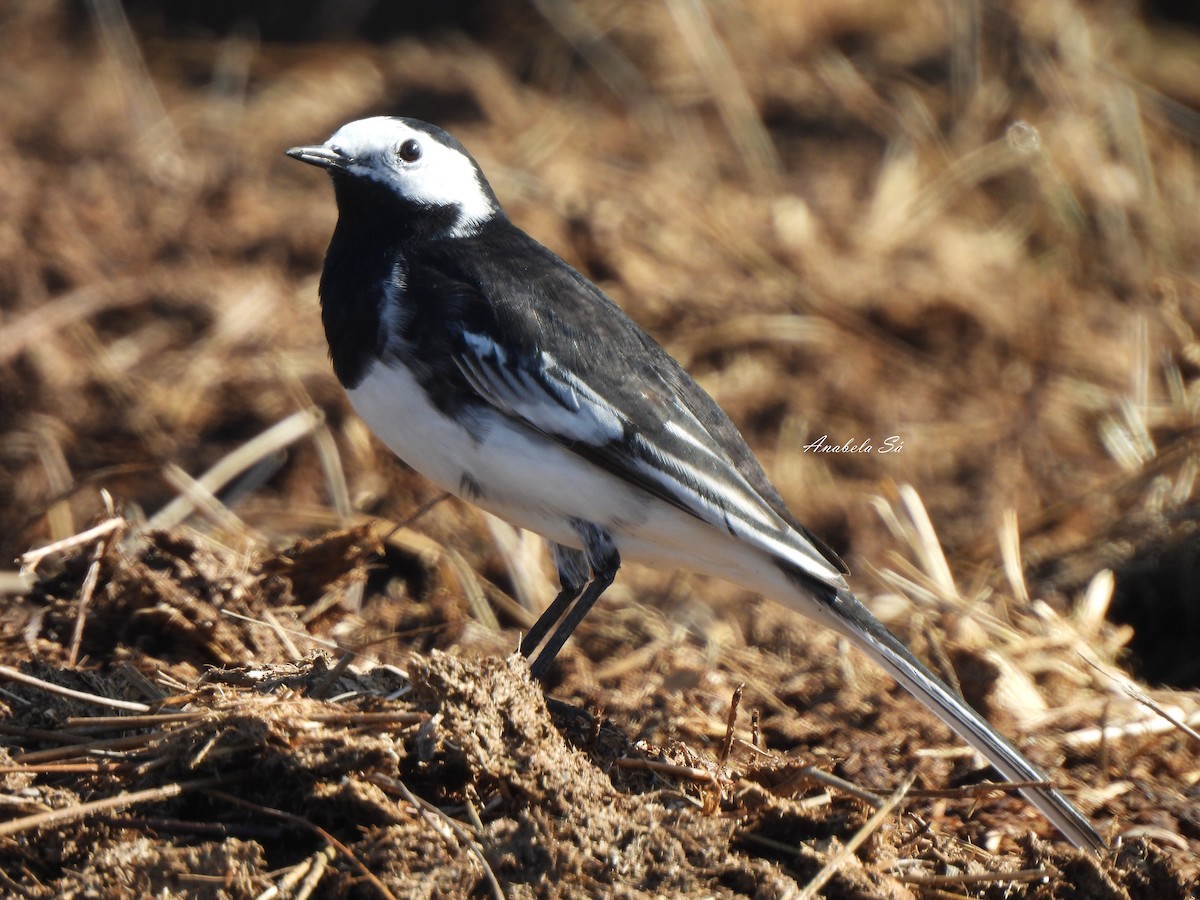 konipas bílý (ssp. yarrellii) - ML638309738