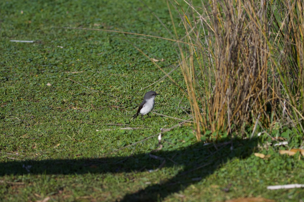 White-breasted Robin - ML638309751
