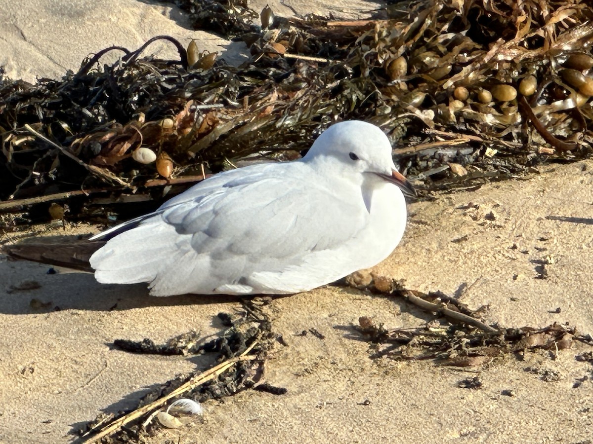 Silver Gull - ML638309758