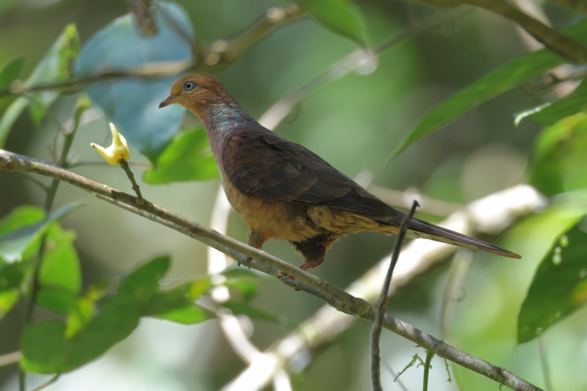 Little Cuckoo-Dove - ML638309763
