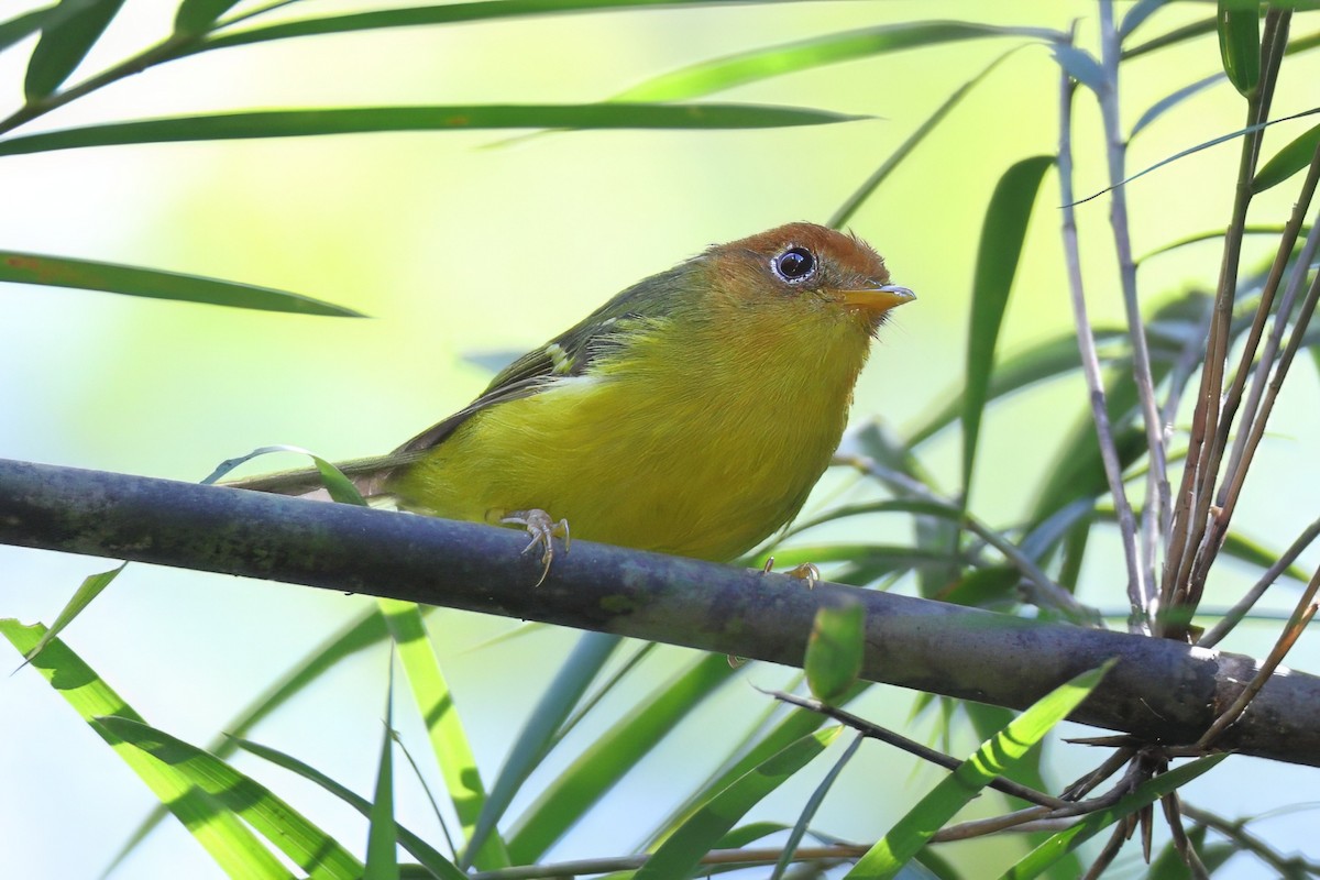 Yellow-bellied Warbler - ML638309766
