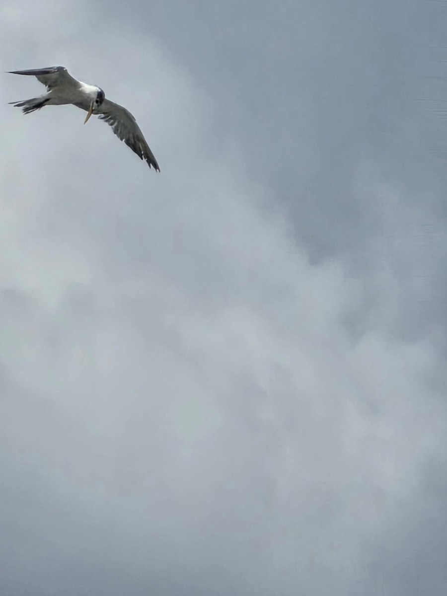 Great Crested Tern - ML638309768