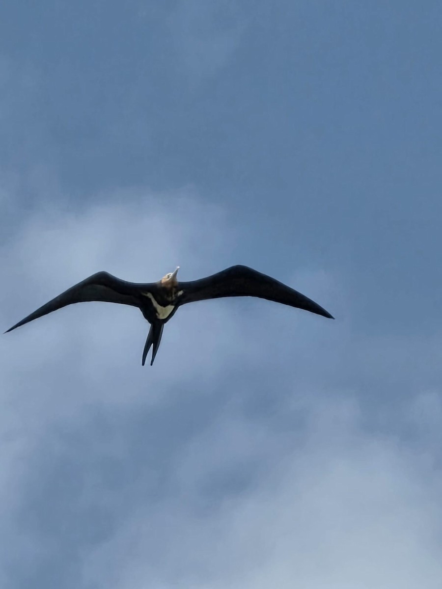 Christmas Island Frigatebird - ML638309774