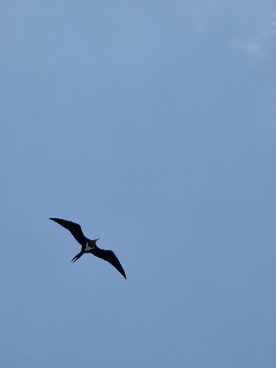 Christmas Island Frigatebird - ML638309775
