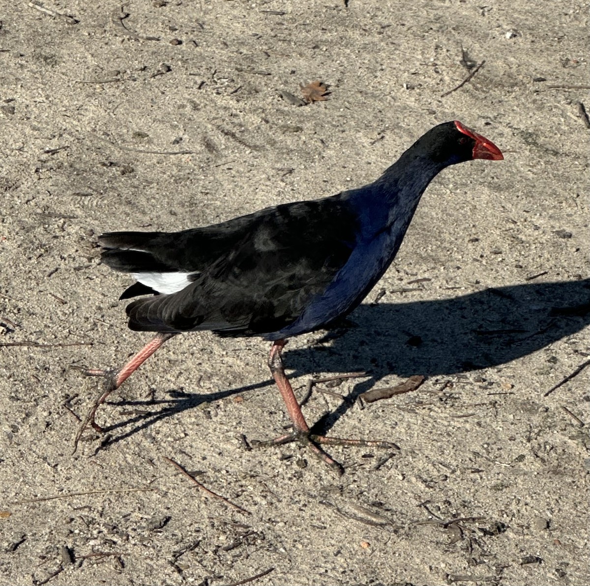 Australasian Swamphen - ML638309780