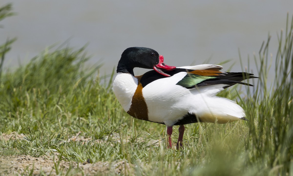 Common Shelduck - ML638309791