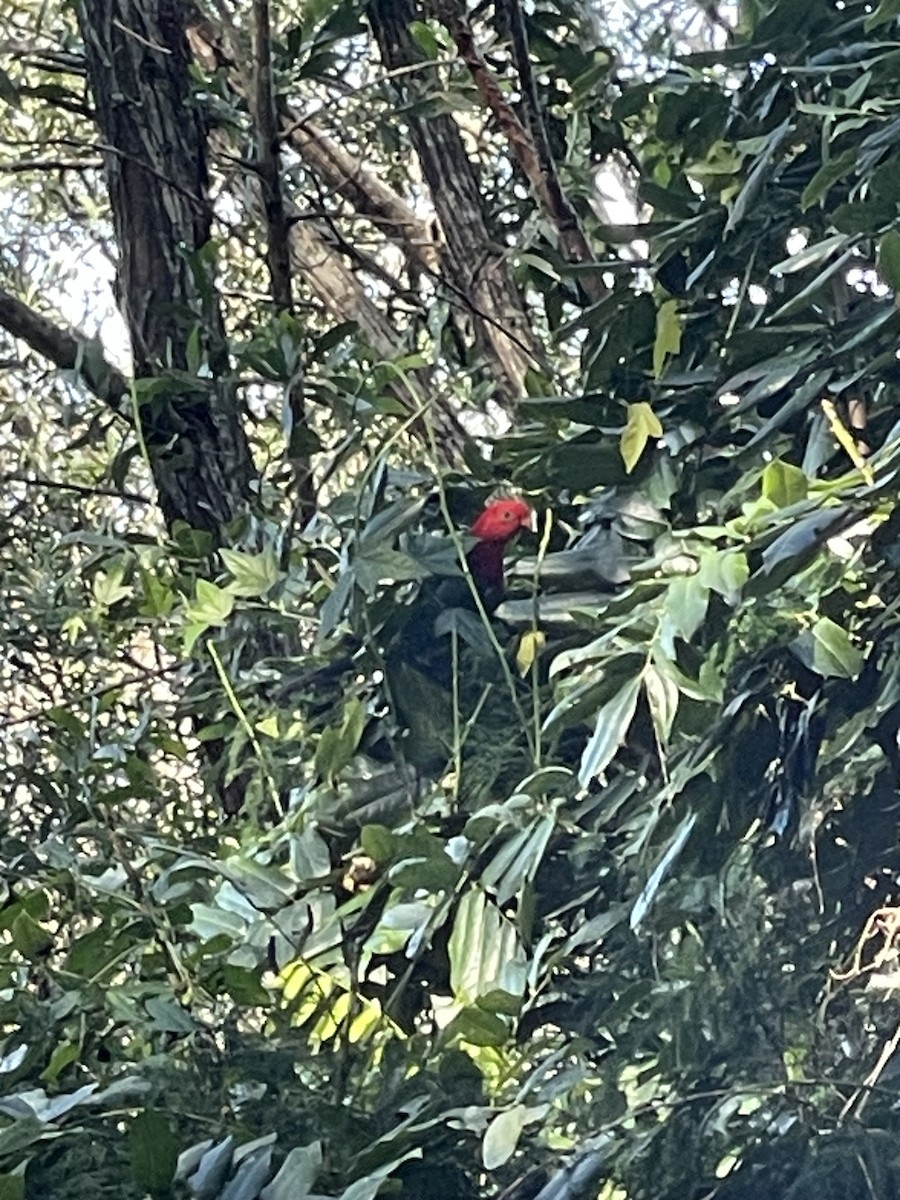 キンショウジョウインコ - ML638309801