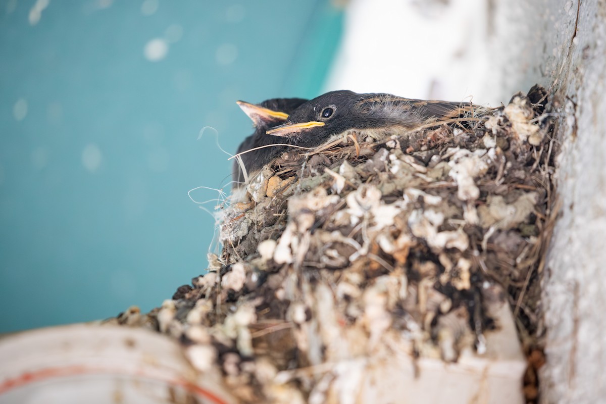 ツバメ（erythrogaster） - ML638309821