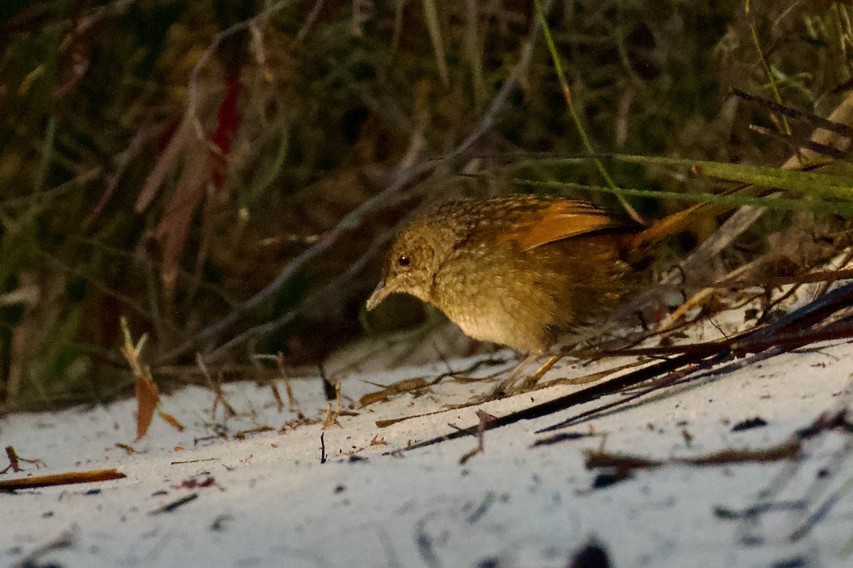 Western Bristlebird - ML638309832