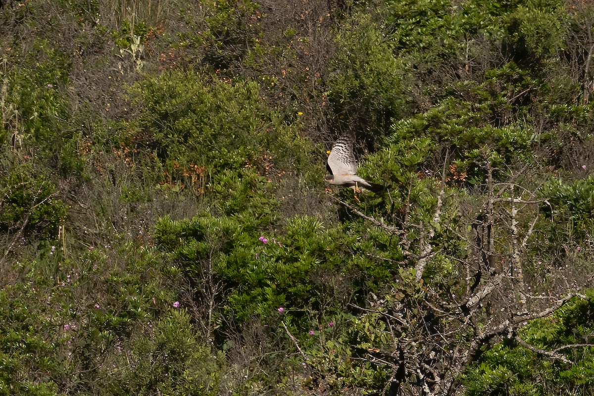 北雀鷹 - ML638309837