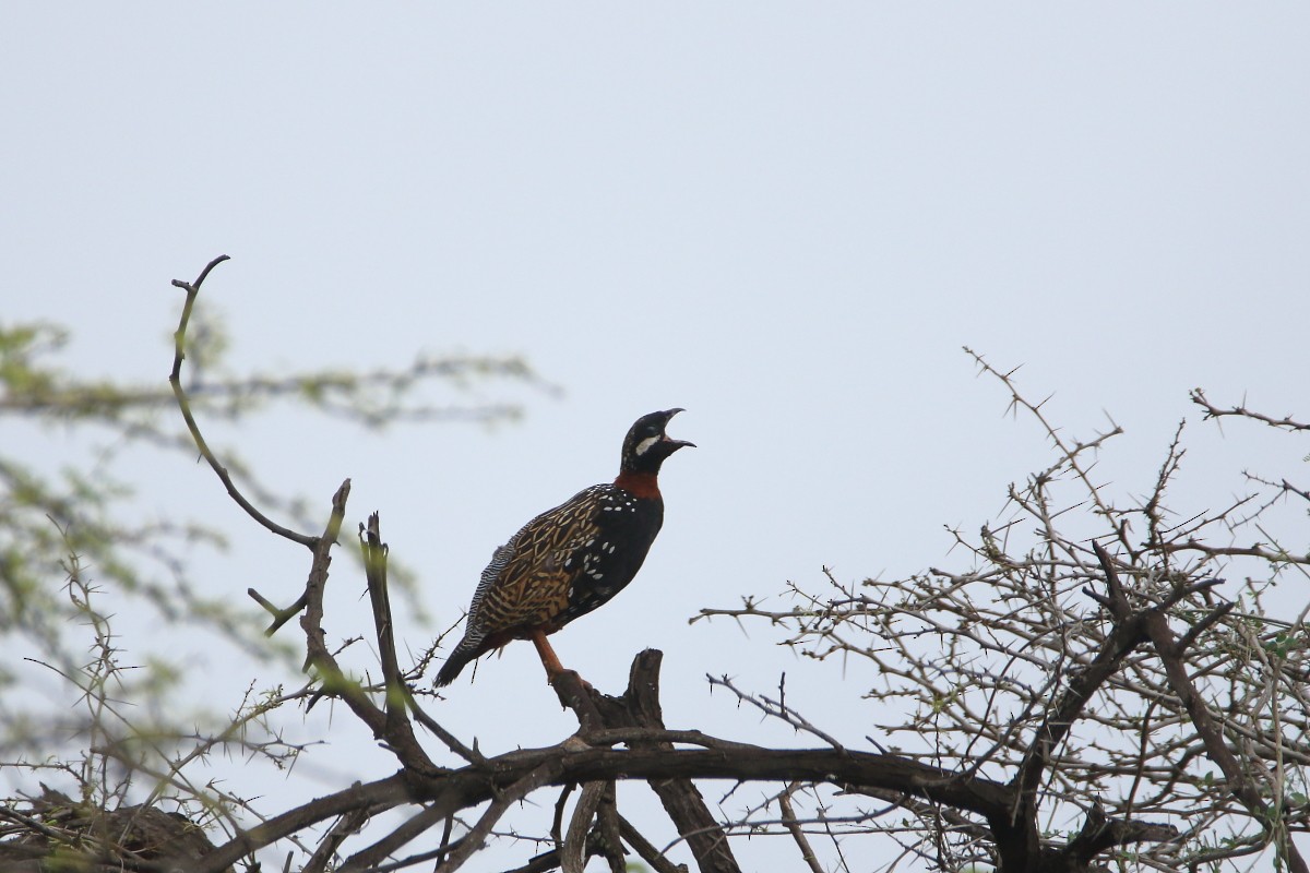 Black Francolin - ML638309862