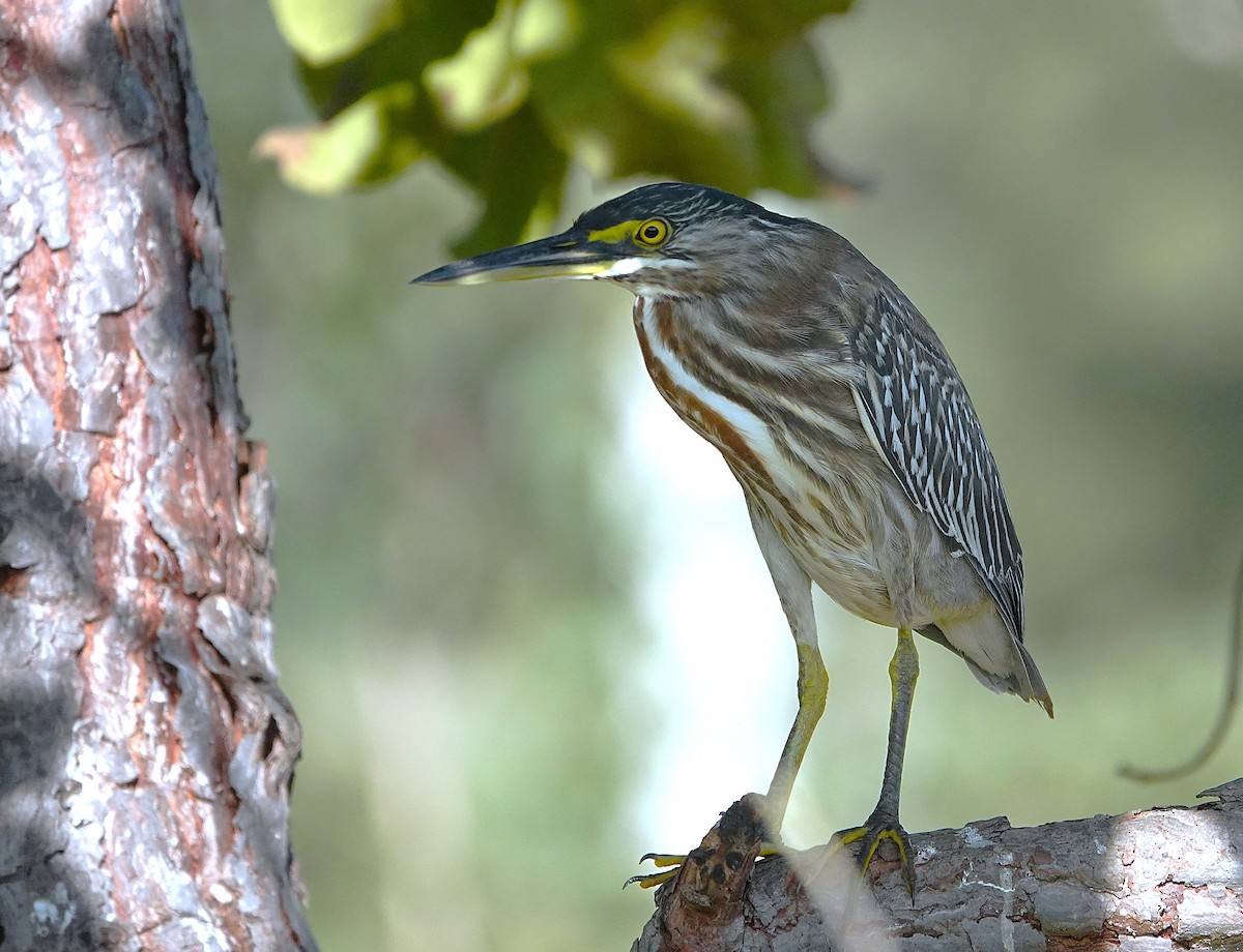 Striated Heron - ML638309866