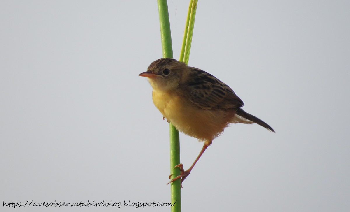 Zitting Cisticola - ML638309872