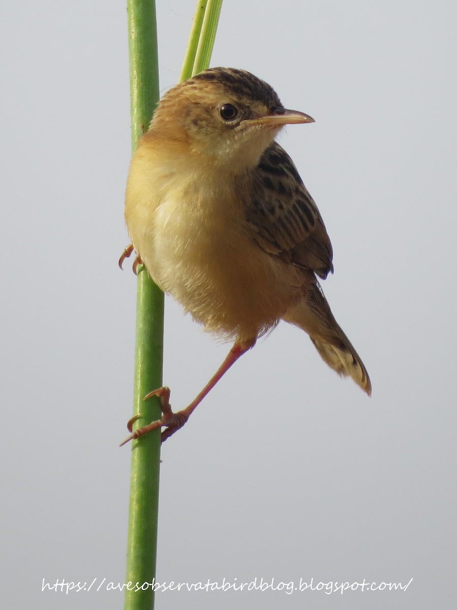 Zitting Cisticola - ML638309875