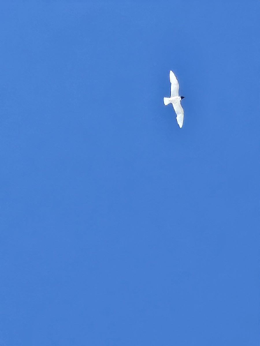 Mediterranean Gull - ML638309877