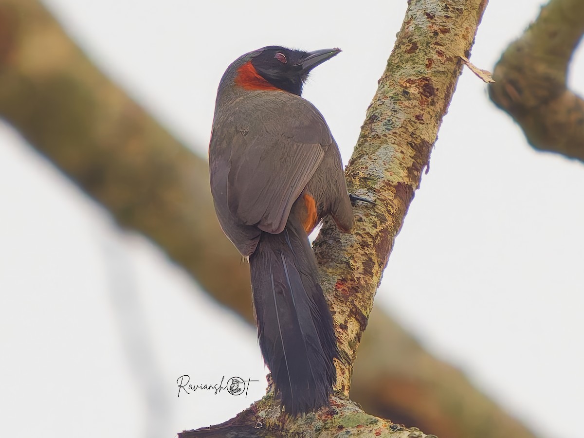 Rufous-necked Laughingthrush - ML638309881