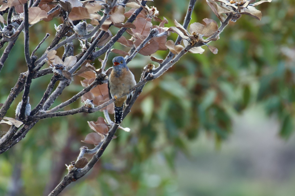 Fan-tailed Cuckoo - ML638309885