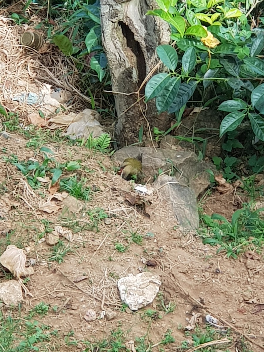 Streak-throated Woodpecker - ML638309896