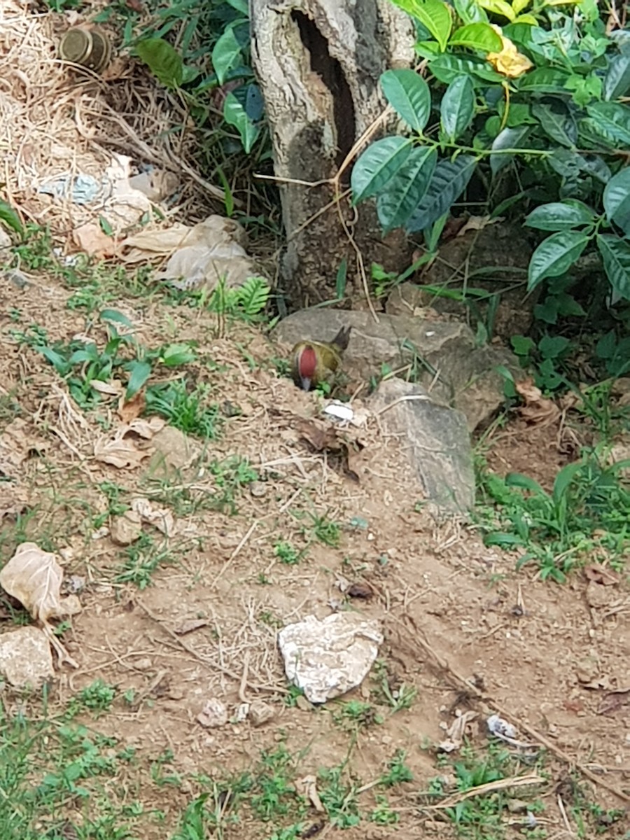 Streak-throated Woodpecker - ML638309898