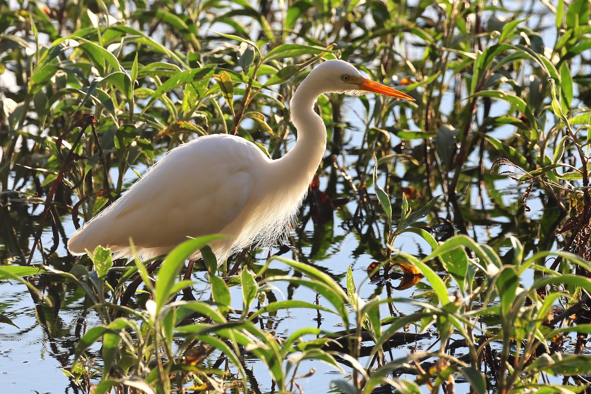 Plumed Egret - ML638309901