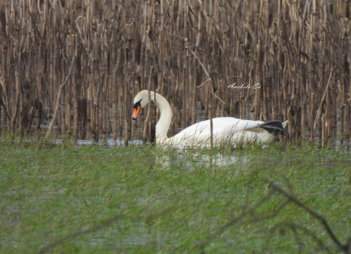 Cigno reale - ML638309903