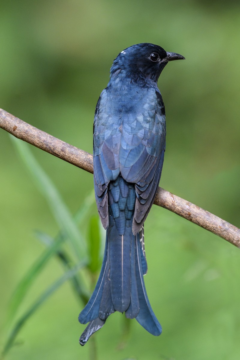 Fork-tailed Drongo-Cuckoo - ML638309904