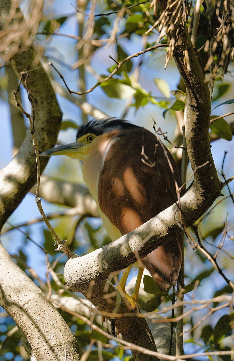 Nankeen Night Heron - ML638309905