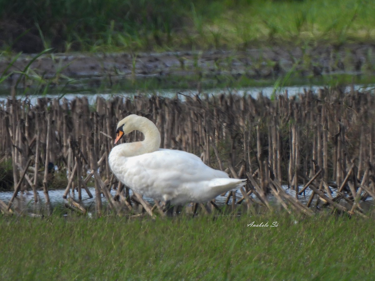 Cigno reale - ML638309906
