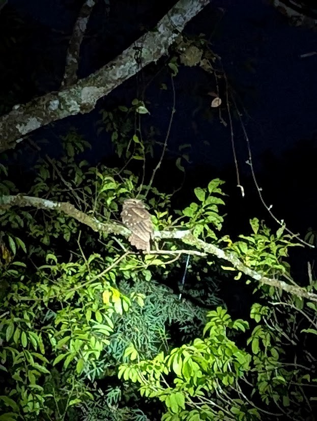 Dulit Frogmouth - ML638309908