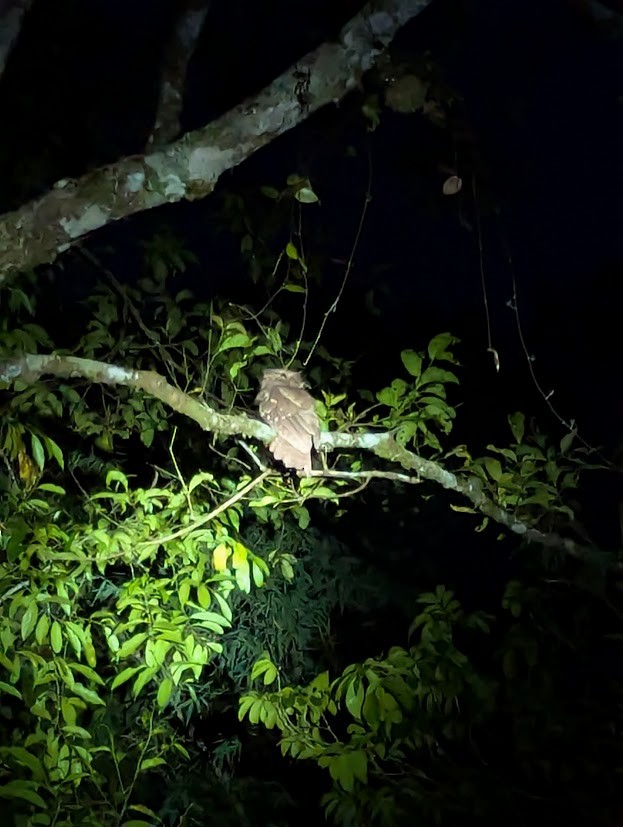 Dulit Frogmouth - ML638309909