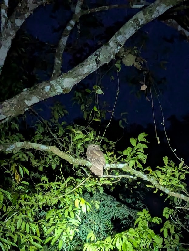 Dulit Frogmouth - ML638309910