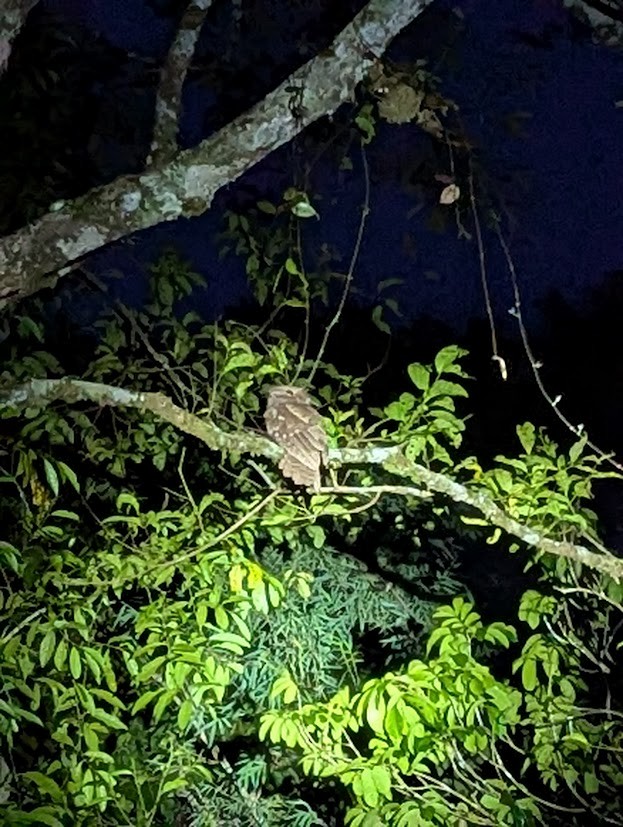 Dulit Frogmouth - ML638309911