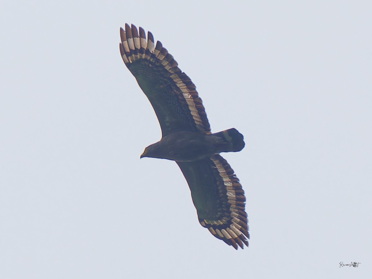 Crested Serpent-Eagle - ML638309916