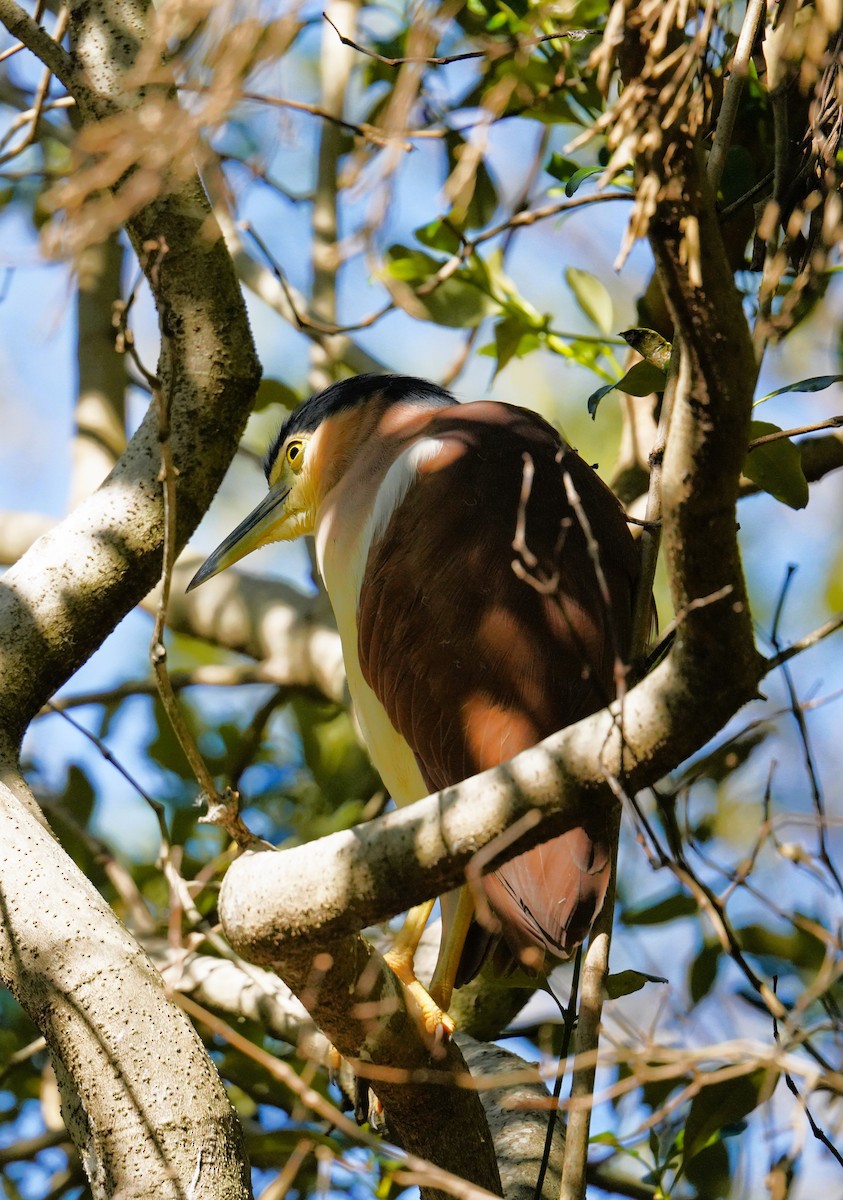 Nankeen Night Heron - ML638309917