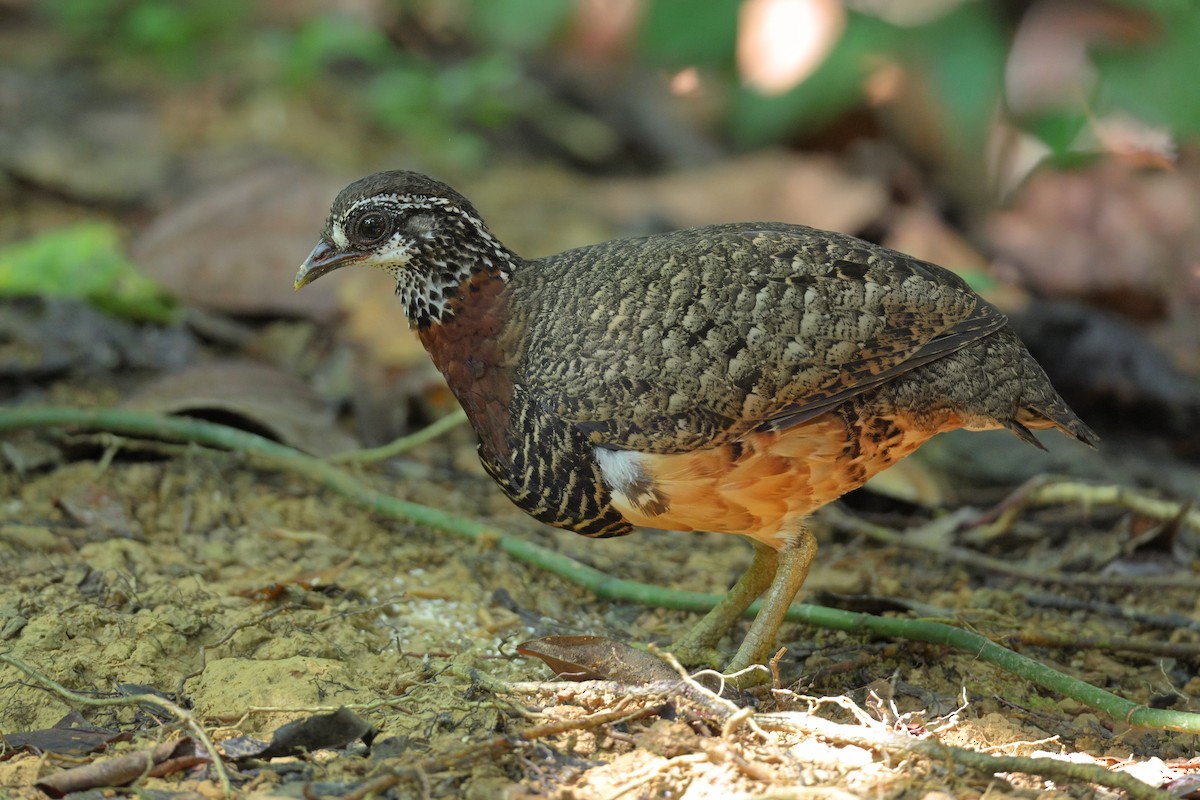 Sabah Partridge - ML638309951