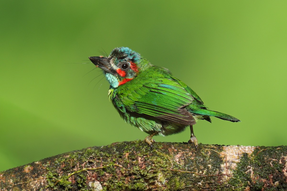 Black-eared Barbet - ML638309964