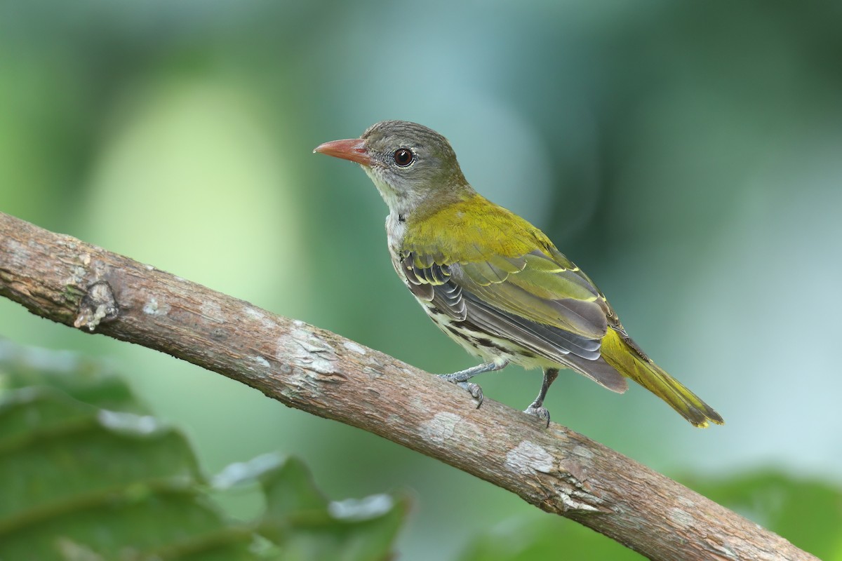 Ventriloquial Oriole - ML638309972
