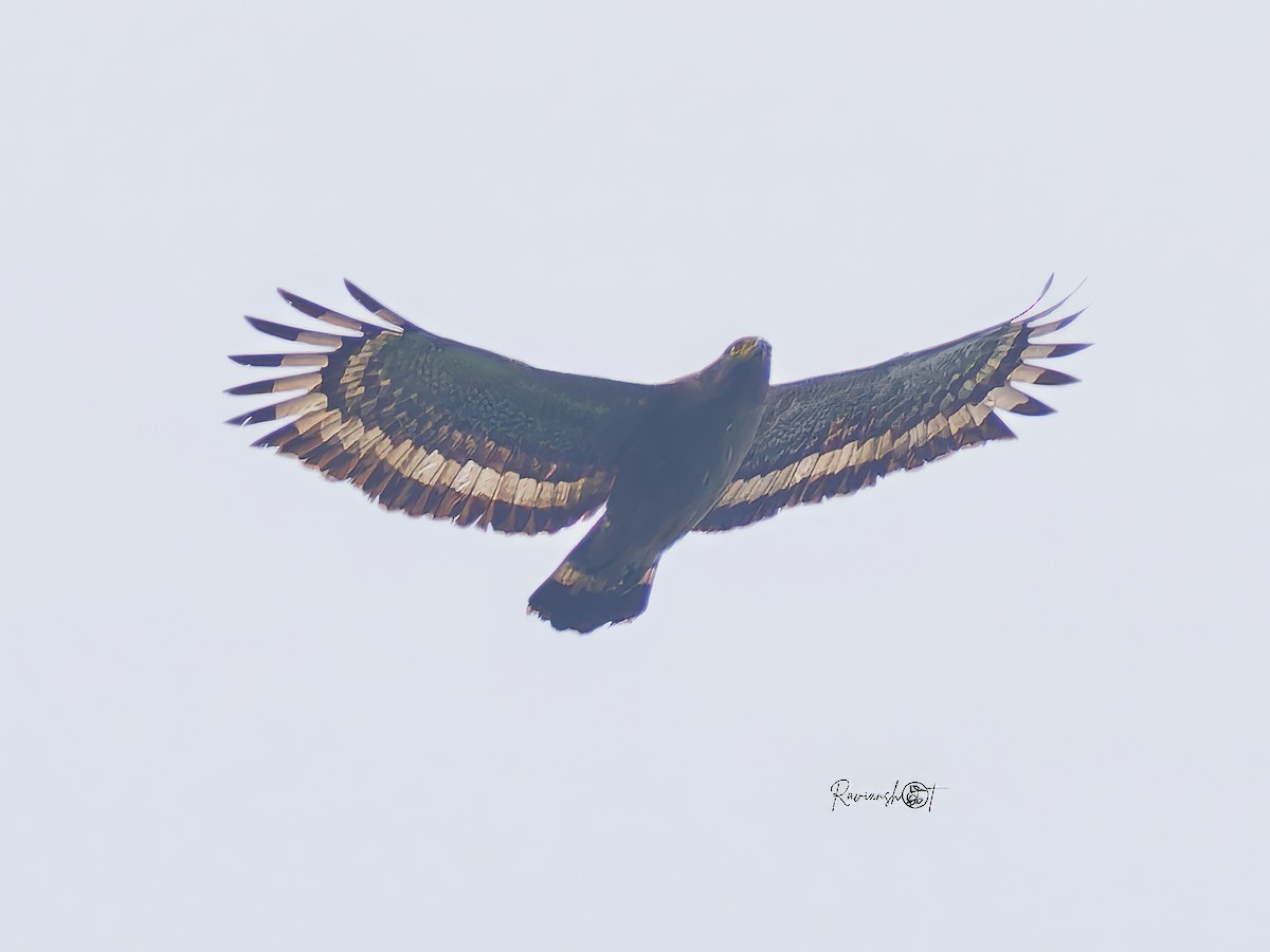 Змієїд чубатий - ML638309979