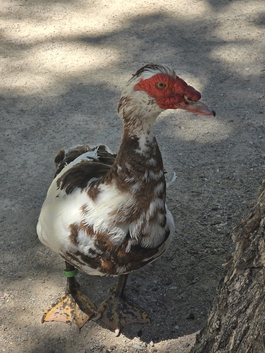 Muscovy Duck (Domestic type) - ML638309982