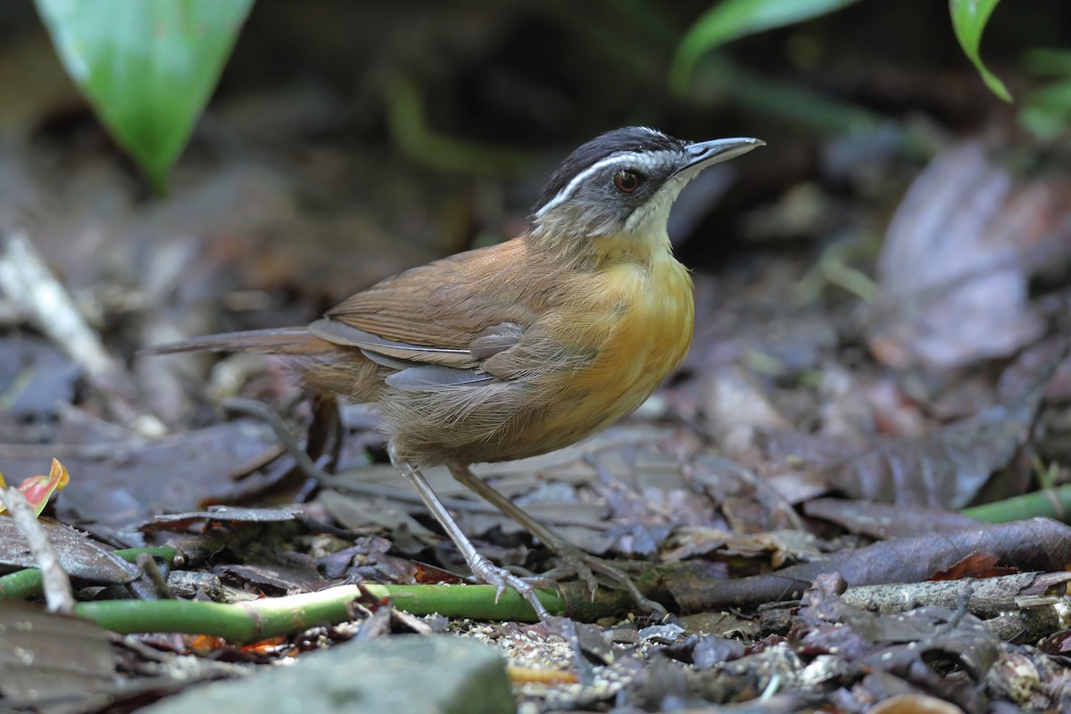 Bornean Black-capped Babbler - ML638309983