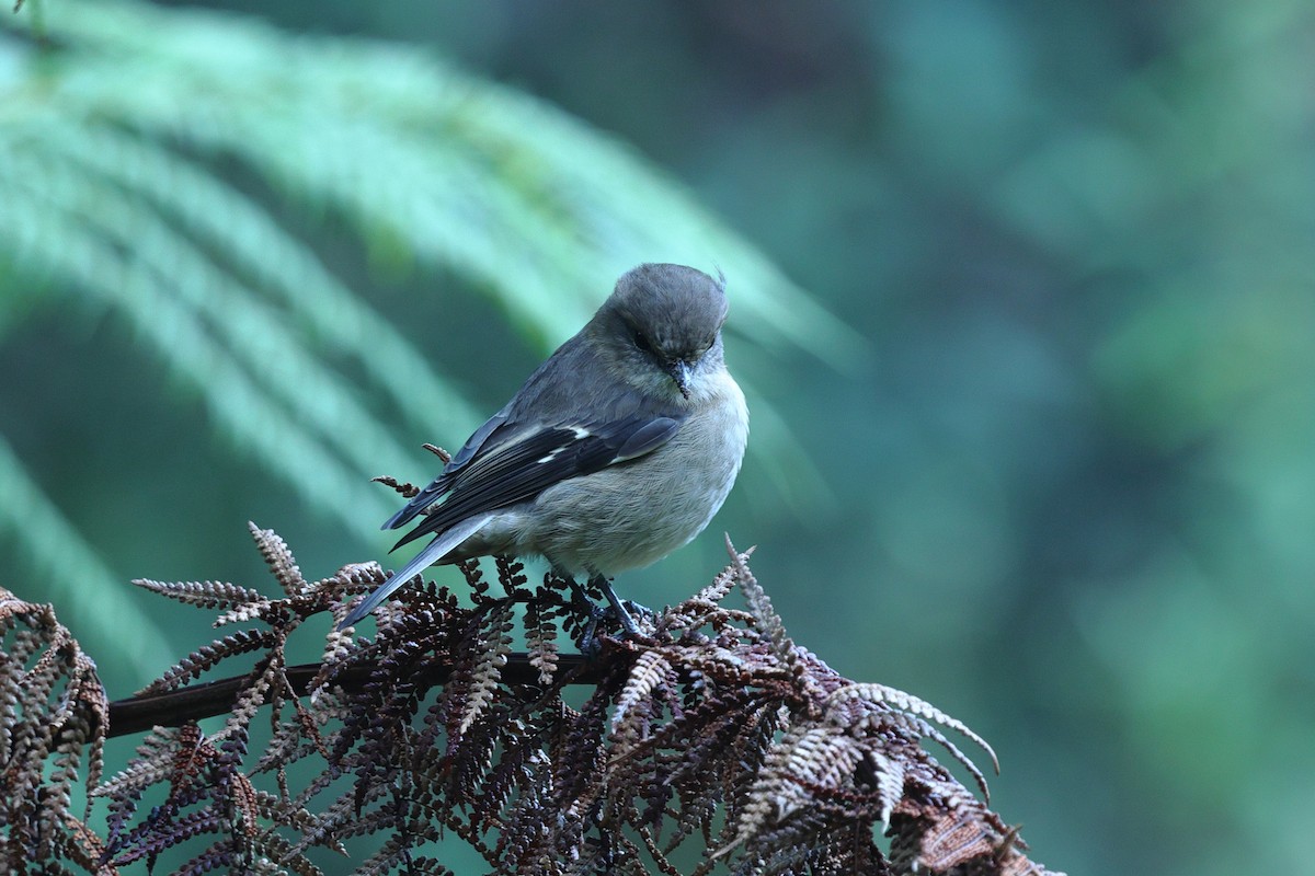Dusky Robin - ML638309992